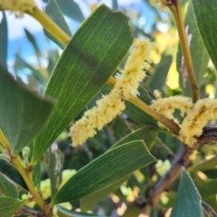 Acacia longifolia subsp. sophorae (Coast Wattle) at Lake Tabourie, NSW - 26 Aug 2022 by trevorpreston