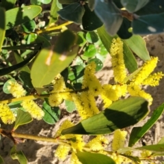 Acacia longifolia subsp. sophorae at Lake Tabourie, NSW - 26 Aug 2022