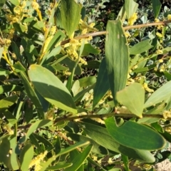 Acacia longifolia subsp. sophorae at Lake Tabourie, NSW - 26 Aug 2022 03:41 PM