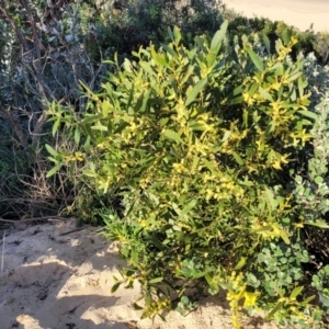 Acacia longifolia subsp. sophorae at Lake Tabourie, NSW - 26 Aug 2022 03:41 PM