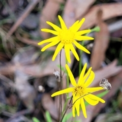 Senecio madagascariensis (Madagascan Fireweed, Fireweed) at Woodburn, NSW - 26 Aug 2022 by trevorpreston