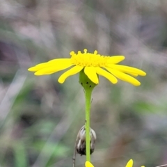 Senecio madagascariensis at Woodburn, NSW - 26 Aug 2022 03:32 PM