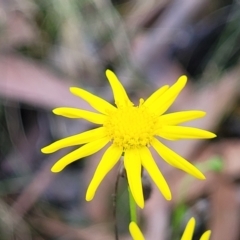 Senecio madagascariensis at Woodburn, NSW - 26 Aug 2022