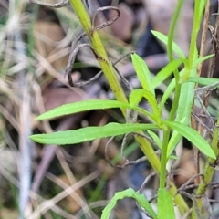 Senecio madagascariensis at Woodburn, NSW - 26 Aug 2022