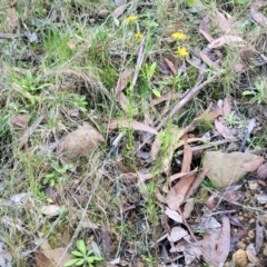 Senecio madagascariensis at Woodburn, NSW - 26 Aug 2022 03:32 PM