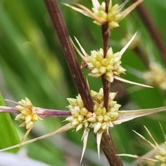 Lomandra longifolia (Spiny-headed Mat-rush, Honey Reed) at Woodburn, NSW - 26 Aug 2022 by trevorpreston