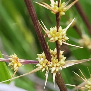Lomandra longifolia at Woodburn, NSW - 26 Aug 2022