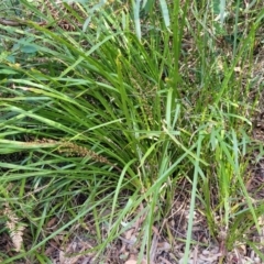 Lomandra longifolia at Woodburn, NSW - 26 Aug 2022 03:29 PM