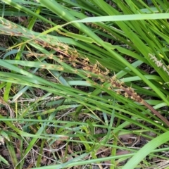 Lomandra longifolia at Woodburn, NSW - 26 Aug 2022 03:29 PM