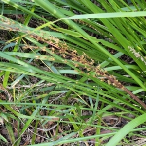 Lomandra longifolia at Woodburn, NSW - 26 Aug 2022