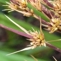 Lomandra longifolia at Woodburn, NSW - 26 Aug 2022