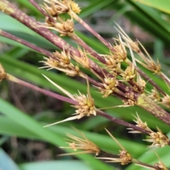 Lomandra longifolia at Woodburn, NSW - 26 Aug 2022