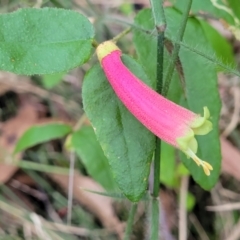 Correa reflexa (Common Correa, Native Fuchsia) at Meroo National Park - 26 Aug 2022 by trevorpreston