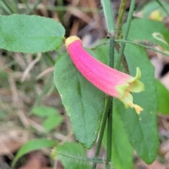 Correa reflexa at Woodburn, NSW - 26 Aug 2022