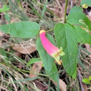 Correa reflexa at Woodburn, NSW - 26 Aug 2022