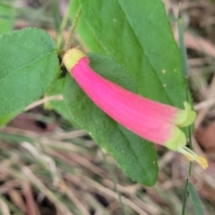 Correa reflexa at Woodburn, NSW - 26 Aug 2022 03:27 PM