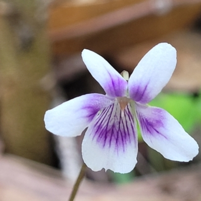 Viola hederacea (Ivy-leaved Violet) at Woodburn, NSW - 26 Aug 2022 by trevorpreston