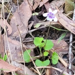 Viola hederacea at Woodburn, NSW - 26 Aug 2022 03:25 PM