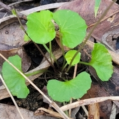 Viola hederacea at Woodburn, NSW - 26 Aug 2022