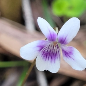 Viola hederacea at Woodburn, NSW - 26 Aug 2022