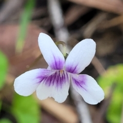 Viola hederacea at Woodburn, NSW - 26 Aug 2022 03:25 PM