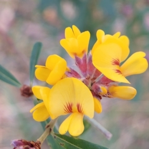 Pultenaea daphnoides at Woodburn, NSW - 26 Aug 2022 03:23 PM