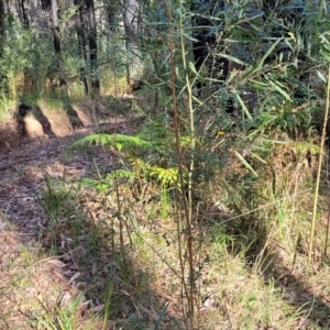 Pultenaea daphnoides at Woodburn, NSW - 26 Aug 2022