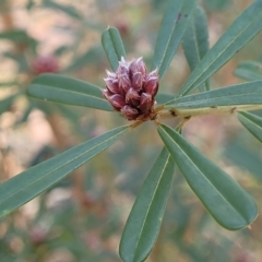 Pultenaea daphnoides at Woodburn, NSW - 26 Aug 2022