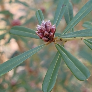 Pultenaea daphnoides at Woodburn, NSW - 26 Aug 2022