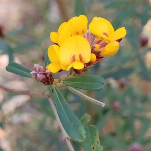 Pultenaea daphnoides at Woodburn, NSW - 26 Aug 2022 03:23 PM