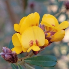 Pultenaea daphnoides at Woodburn, NSW - 26 Aug 2022