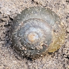 Sauroconcha jervisensis (Jervis Bay Forest Snail) at Woodburn, NSW - 26 Aug 2022 by trevorpreston