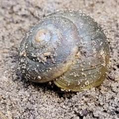 Sauroconcha jervisensis at Woodburn, NSW - 26 Aug 2022