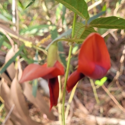 Kennedia rubicunda (Dusky Coral Pea) at Woodburn, NSW - 26 Aug 2022 by trevorpreston