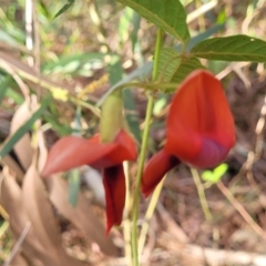 Kennedia rubicunda (Dusky Coral Pea) at Woodburn State Forest - 26 Aug 2022 by trevorpreston