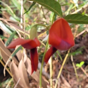 Kennedia rubicunda at Woodburn, NSW - 26 Aug 2022 03:09 PM