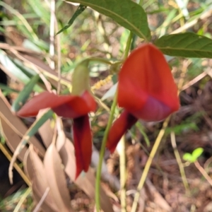 Kennedia rubicunda at Woodburn, NSW - 26 Aug 2022