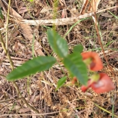 Kennedia rubicunda at Woodburn, NSW - 26 Aug 2022