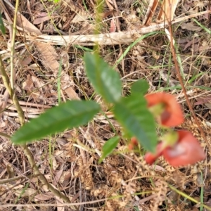 Kennedia rubicunda at Woodburn, NSW - 26 Aug 2022