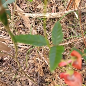 Kennedia rubicunda at Woodburn, NSW - 26 Aug 2022