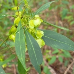 Dodonaea triquetra (Large-leaf Hop-Bush) at MerooNP_WS Unknown owner_ - 26 Aug 2022 by trevorpreston