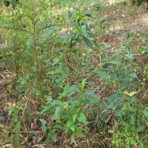 Dodonaea triquetra at Woodburn, NSW - 26 Aug 2022