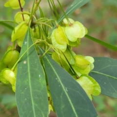 Dodonaea triquetra at Woodburn, NSW - 26 Aug 2022