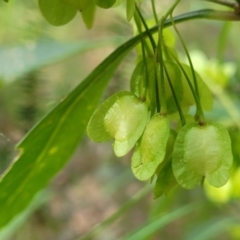 Dodonaea triquetra at Woodburn, NSW - 26 Aug 2022