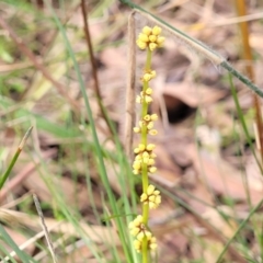 Lomandra glauca (Pale Mat-rush) at Woodburn, NSW - 26 Aug 2022 by trevorpreston