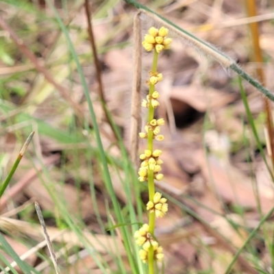 Lomandra glauca (Pale Mat-rush) at Woodburn, NSW - 26 Aug 2022 by trevorpreston