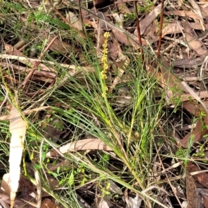 Lomandra glauca at Woodburn, NSW - 26 Aug 2022 03:04 PM