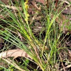 Lomandra glauca at Woodburn, NSW - 26 Aug 2022 03:04 PM