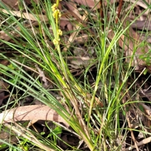 Lomandra glauca at Woodburn, NSW - 26 Aug 2022 03:04 PM