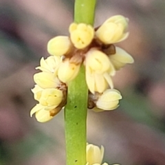 Lomandra glauca at Woodburn, NSW - 26 Aug 2022 03:04 PM